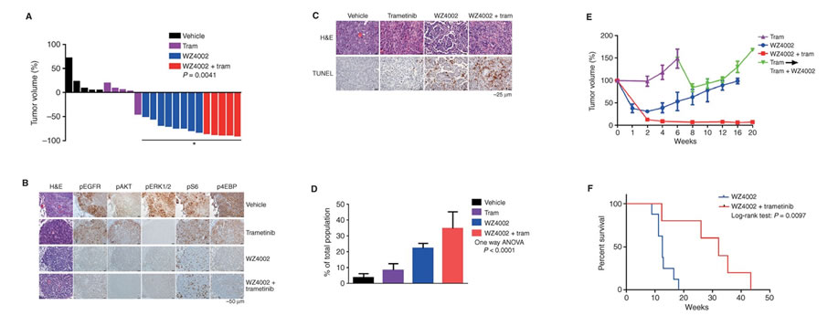 Image showing Cotargeting EGFR and MEK prolongs effective treatment duration in EGFRL858R/T790M genetically engineered mice.