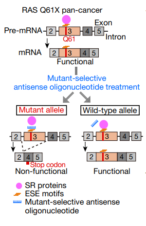 Silent mutations induce therapeutic vulnerabilities in RAS Q61 cancers