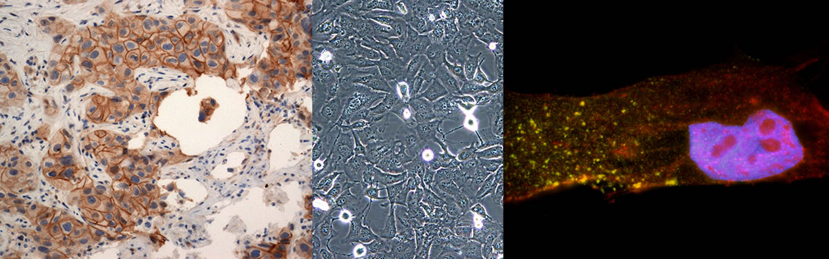 Photo collage of cells