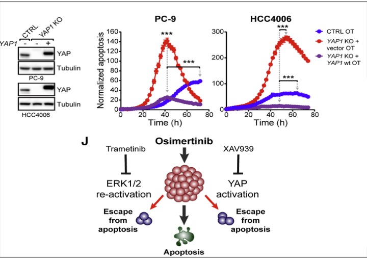  YAP Activation Is Necessary for Cancer Cell Viability upon Combined EGFR/MEK Inhibition